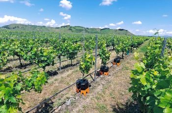Vineyard rows with grapevines supported by metal trellises and orange drip irrigation devices along the ground under a bright blue sky and rolling hills in the distance.
