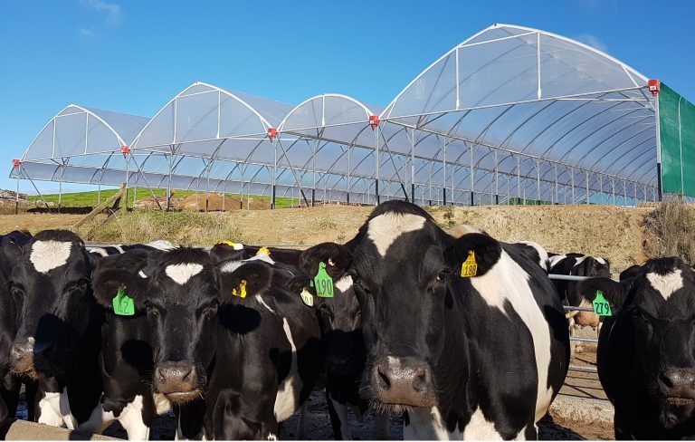 happy cows redpath shelter