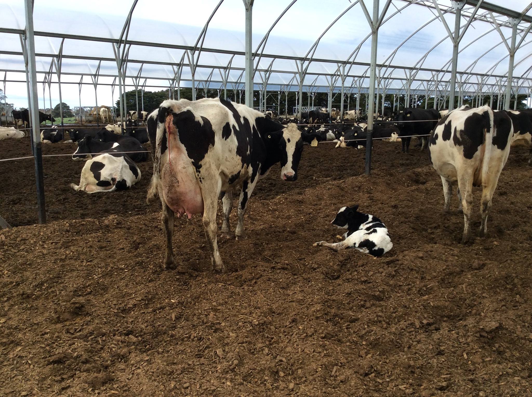 shelter for raising calfs new zealand