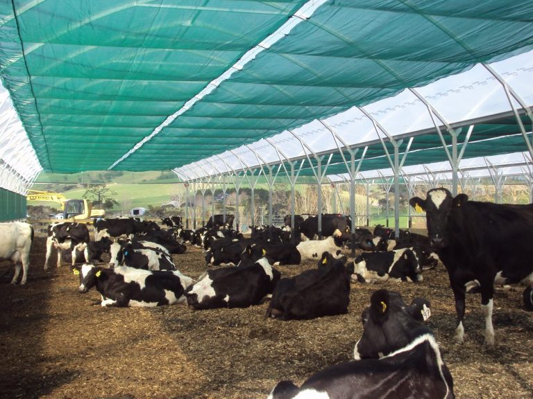 cows in shade redpath shed