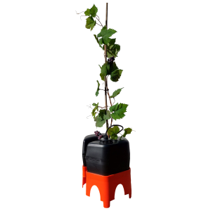 Grapevine climbing a vertical stake with green leaves and dark grapes at the base of an orange, black garden tool.