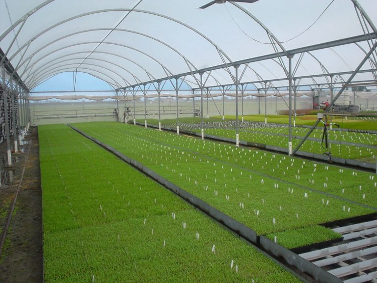 seedling greenhouse nz